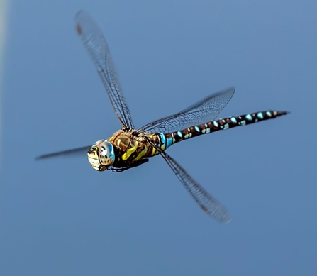 migrant hawker by Jim Palfrey