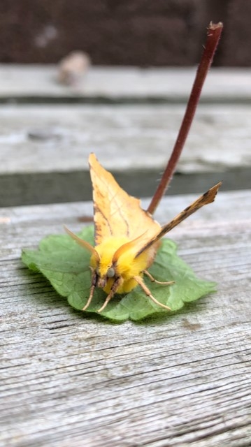 Suffolk Wildlife Trust