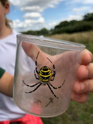 lucy wood blog lackford wasp spider suffolk wildlife trust