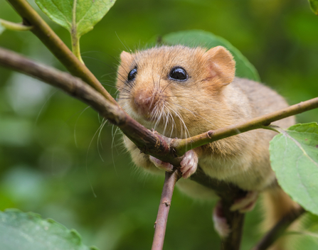 Dormouse adobestock