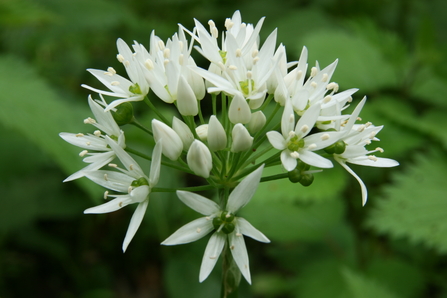 Wild garlic by Steve Aylward