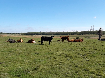 Cattle at Trimley