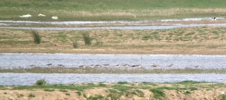 Greenshank on Peto's Marsh - Andrew Easton