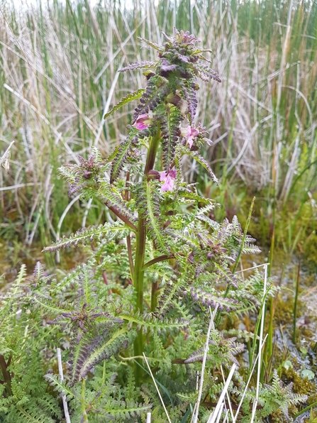 Marshwort - Debs Crawford