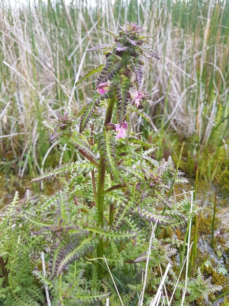 Marshwort - Debs Crawford 