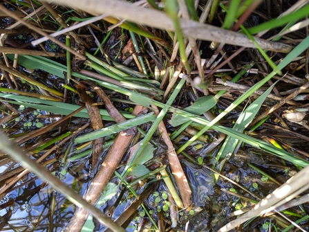 Water vole feeding station