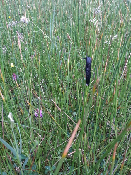 European black slug - Carl Ansell