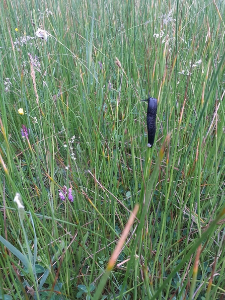 European black slug - Carl Ansell 