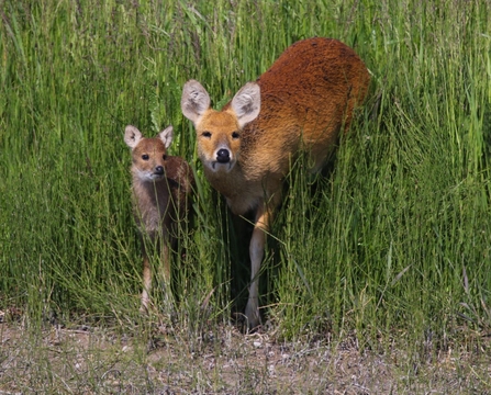 Chinese water deer, Carlton Marshes - Kevin Coote