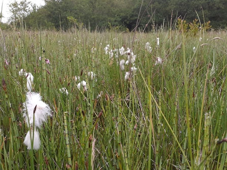 Cottongrass - Carl Ansell
