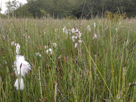 Cottongrass - Carl Ansell 