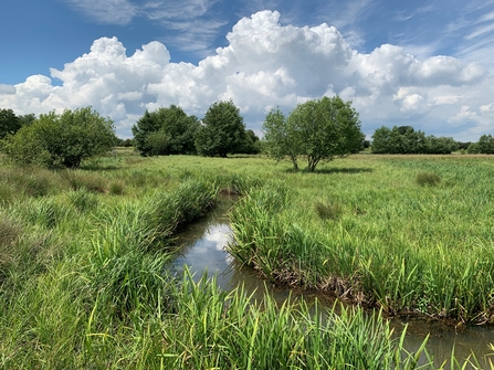 Darsham Marshes - Steve Aylward 