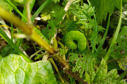 Green caterpillar - Cathy Smith