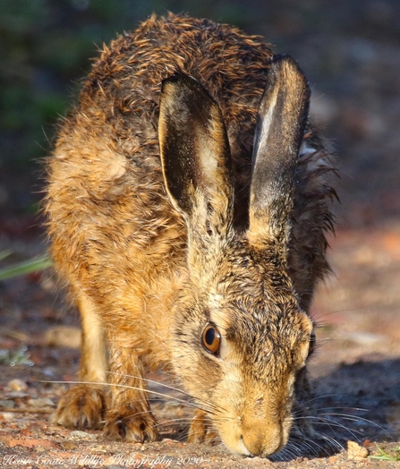 Brown Hare - Lepus europaeus - Kevin Coote