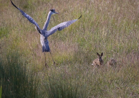 Heron scared by Hare, Carlton Marshes - Kevin Coote 