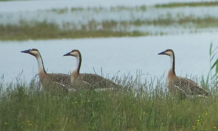 Swan geese - Anser cygnoides - Andrew Easton