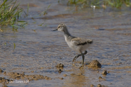 Avocet chick at Carlton