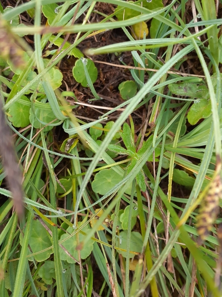Pennywort - Carl Ansell