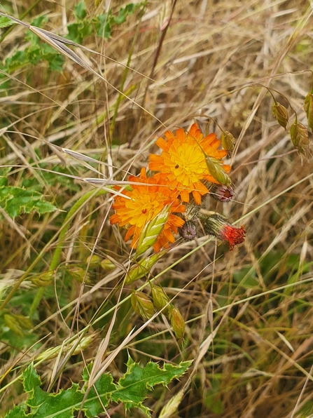 Fox and cubs - Joe Bell-Tye