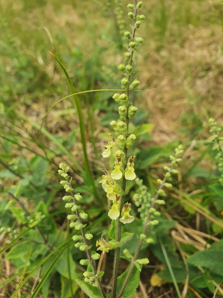 Wood sage - Joe Bell-Tye