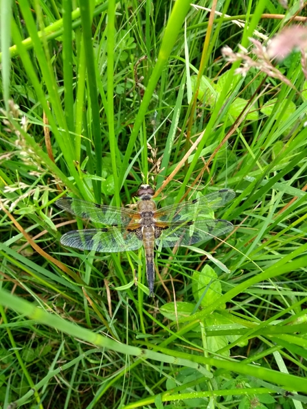 Four spotted chaser - Charlie McMurray