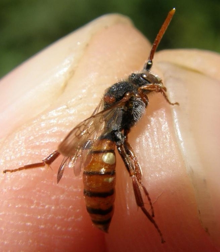 Nomada striata - Steven Falk 