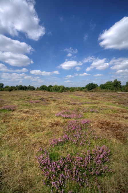 Heather at Knettishall Heath - Sam Norris 