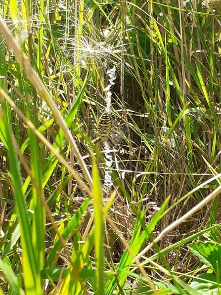 Wasp spider - Charlie McMurray