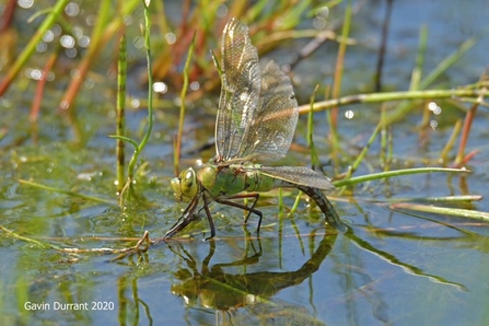 Emperor dragonfly ovipositing