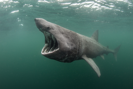 Basking shark - Alexander Mustard/2020Vision