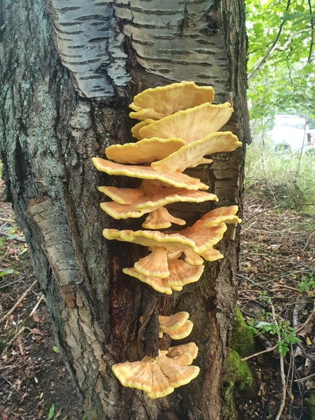 Chicken of the woods - Joe Bell-Tye
