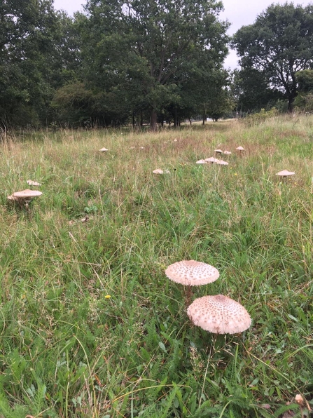 Parasol mushroom - Will Cranstoun 