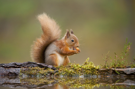 Red squirrel - Mark Hamblin/2020Vision