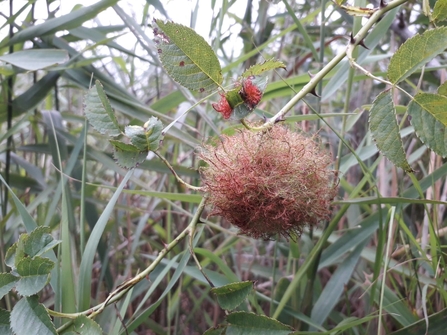 Robin's pincushion at Redgrave & Lopham Fen – Debs Crawford