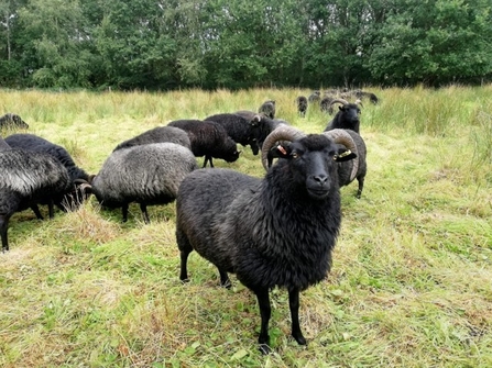 Hebridean sheep at Bromswell Green - David Stansfield 