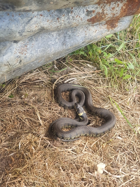 Grass snake at Lackford Lakes - Joe Bell Tye