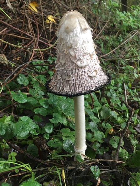 Shaggy inkcap at Lackford Lakes - Will Cranstoun