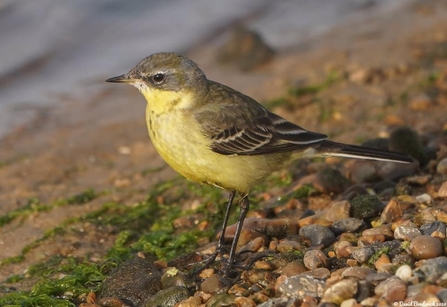 Eastern yellow wagtail at Dingle Marshes - David Borderick