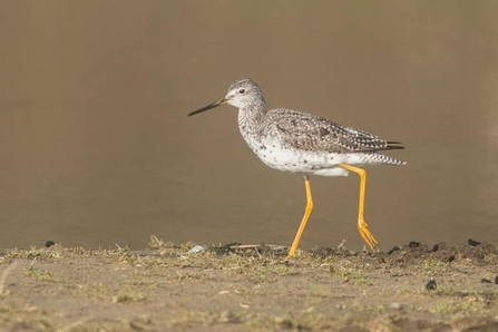 Greater yellowlegs at Dingle Marshes - Allen Trivett