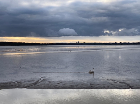 Cygnet in mud at Hen Reedbeds - Sarah Groves