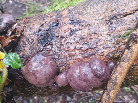 King Alfred’s cakes at Lackford Lakes – Joe Bell-Tye 