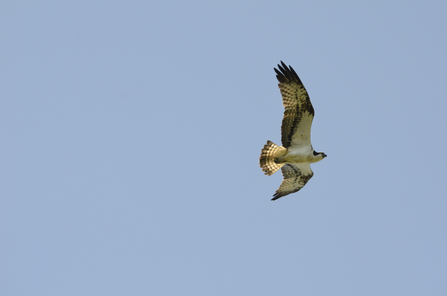 Osprey - David Tippling