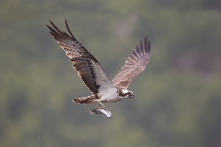 Osprey - Peter Cairns