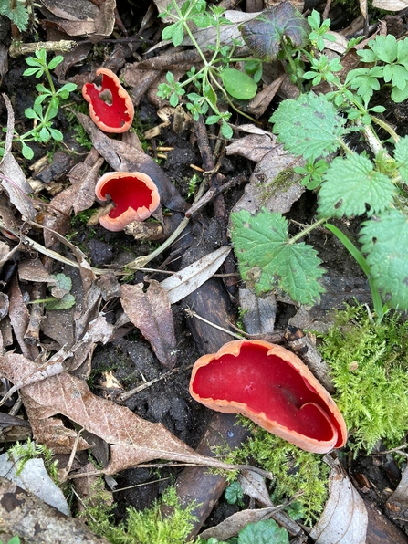 Scarlet elf cups at Bromeswell Green - Ben Calvesbert