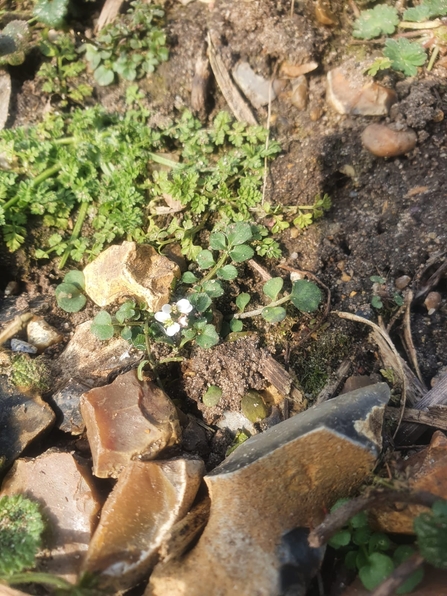 Tiny hairy bittercress at Lackford Lakes – Joe Bell-Tye