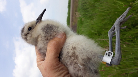 Curlew chick being ringed in Holland - Gerrit Gerritsen