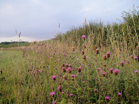 Field margin - John Pawsey