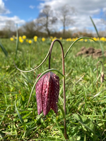 Snake’s head fritillary at Martins’ Meadow – Ben Calvesbert