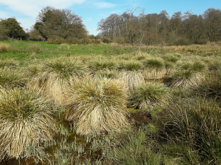 Greater tussock sedge – Debs Crawford