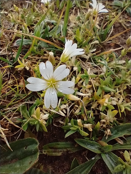 Mouse ear at Knettishall Heath – David Stansfeld